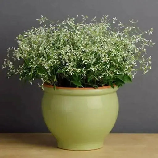 Euphorbia glitz ,LIVE STARTER PLANT, SILVER FOG - Caribbean garden seed