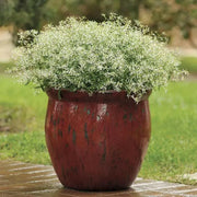 Euphorbia glitz ,LIVE STARTER PLANT, SILVER FOG - Caribbean garden seed
