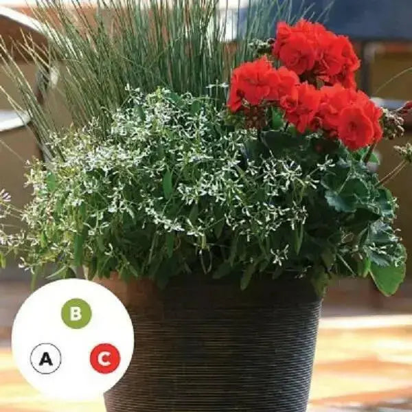 Euphorbia glitz ,LIVE STARTER PLANT, SILVER FOG - Caribbean garden seed