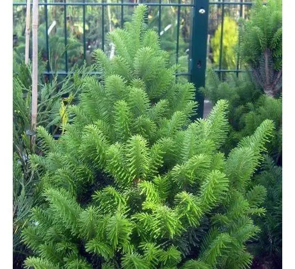 European Silver Fir SEED ,MAKE  GREAT CHRISMAS TREE - Caribbean garden seed