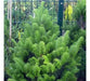 European Silver Fir SEED ,MAKE  GREAT CHRISMAS TREE - Caribbean garden seed