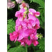 Everlasting Pea Sweet Pea , PEARL PINK FLOWERS, Perennial Vine ! - Caribbean garden seed