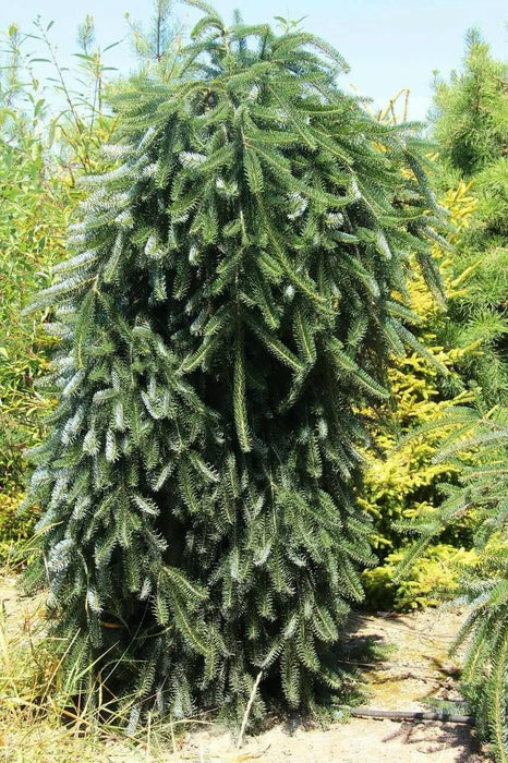 European Silver Fir SEED ,MAKE  GREAT CHRISMAS TREE - Caribbean garden seed