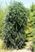 European Silver Fir SEED ,MAKE  GREAT CHRISMAS TREE - Caribbean garden seed