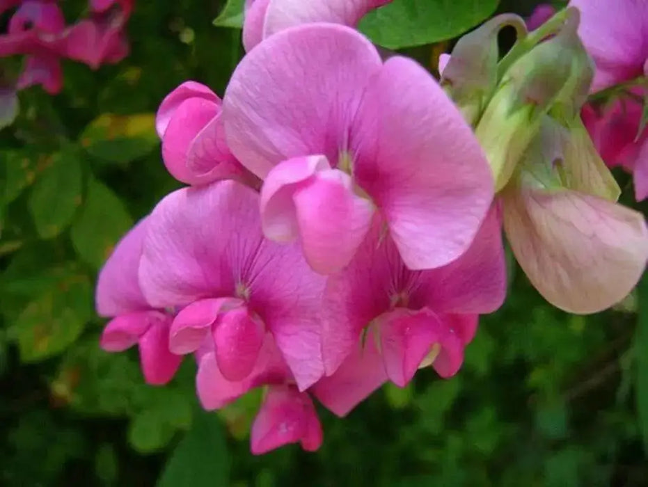 Everlasting Pea Sweet Pea , PEARL PINK FLOWERS, Perennial Vine ! - Caribbean garden seed