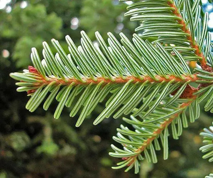 European Silver Fir SEED ,MAKE  GREAT CHRISMAS TREE - Caribbean garden seed