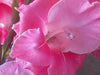 Everlasting Pea Sweet Pea , PEARL PINK FLOWERS, Perennial Vine ! - Caribbean garden seed