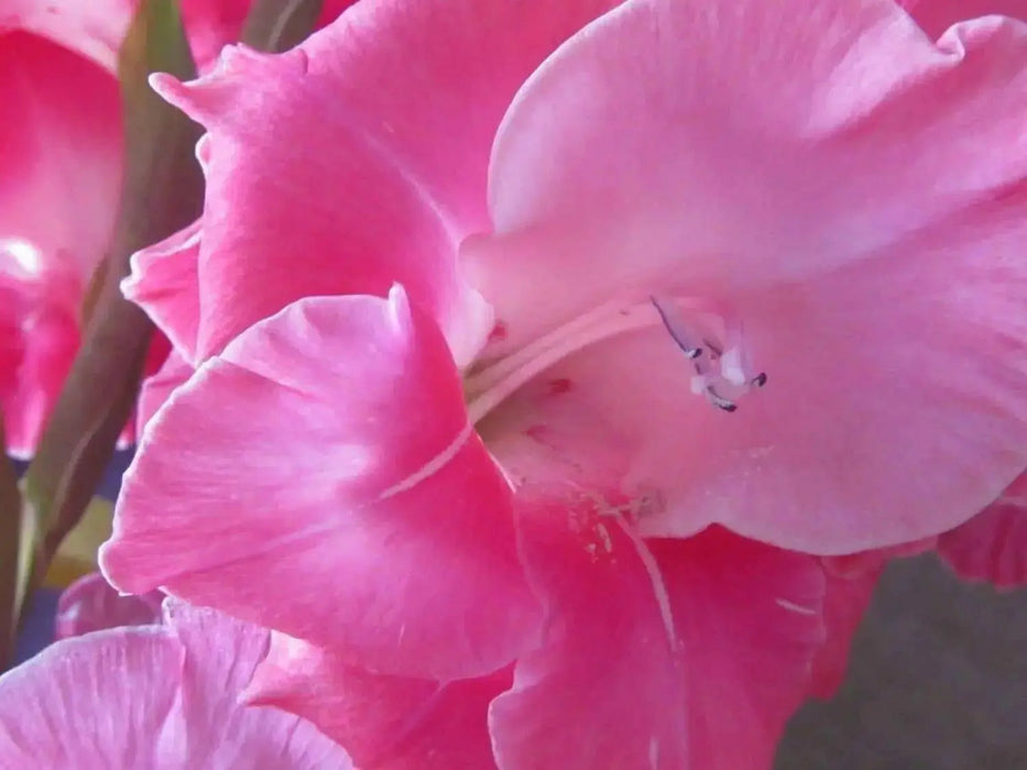 Everlasting Pea Sweet Pea , PEARL PINK FLOWERS, Perennial Vine ! - Caribbean garden seed
