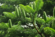 European Silver Fir SEED ,MAKE  GREAT CHRISMAS TREE - Caribbean garden seed