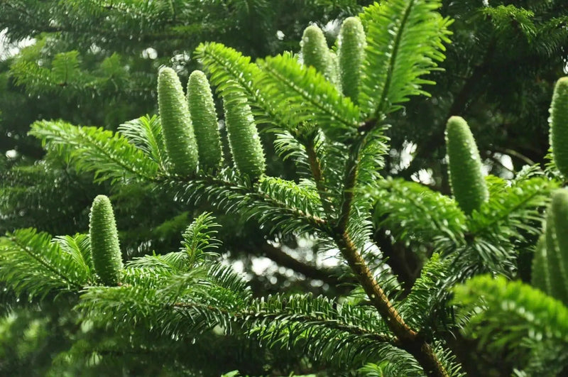 European Silver Fir SEED ,MAKE  GREAT CHRISMAS TREE - Caribbean garden seed