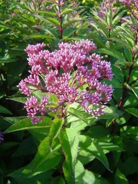 Eupatorium Baby Joe (STARTER PLANT) Dwarf Joe Pye Weed) - Caribbean garden seed