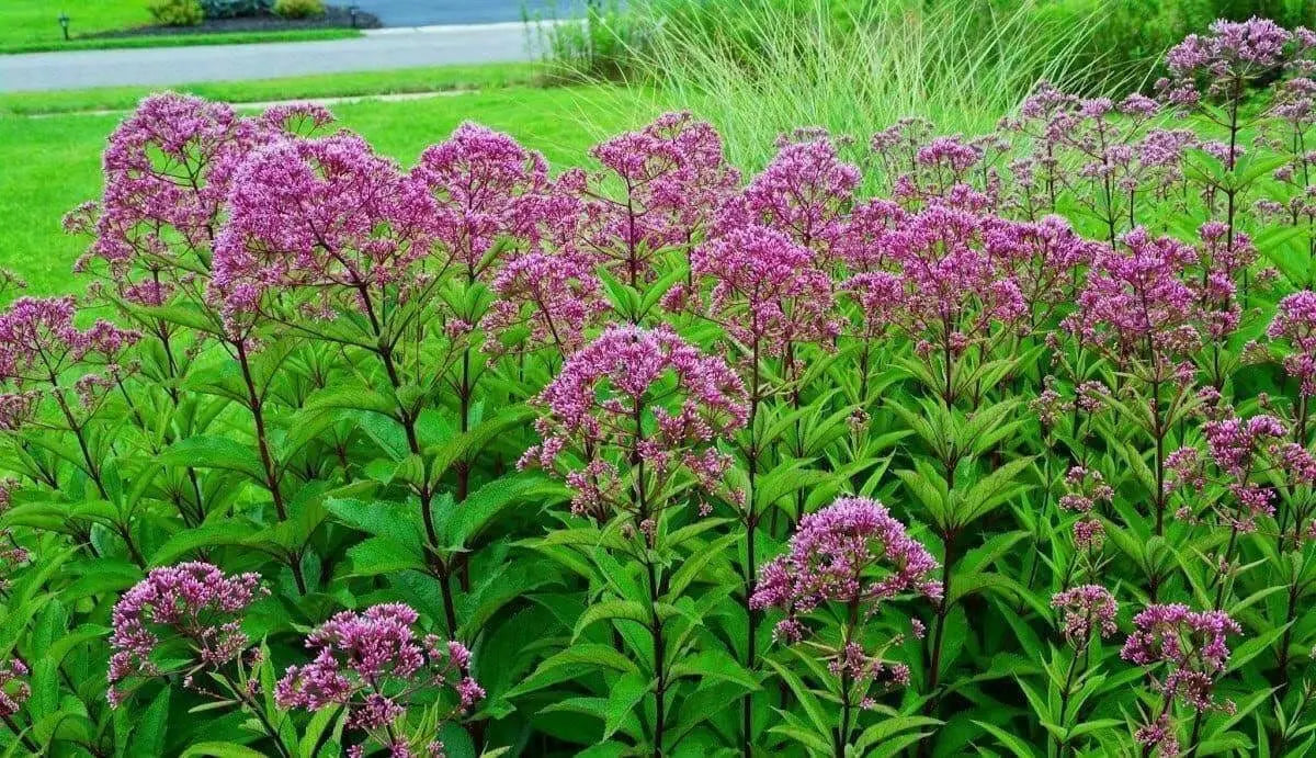 Eupatorium Baby Joe (STARTER PLANT) Dwarf Joe Pye Weed) - Caribbean garden seed