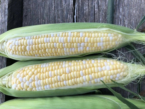 Evolution Sweet Corn, Bi-Color Sweet Corn SEEDS,annual vegetable - Caribbean garden seed