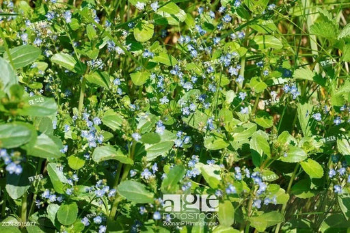 European Speedwell seeds,Veronica Beccabunga,Perennial groundcover - Caribbean garden seed