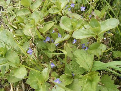 European Speedwell seeds,Veronica Beccabunga,Perennial groundcover - Caribbean garden seed