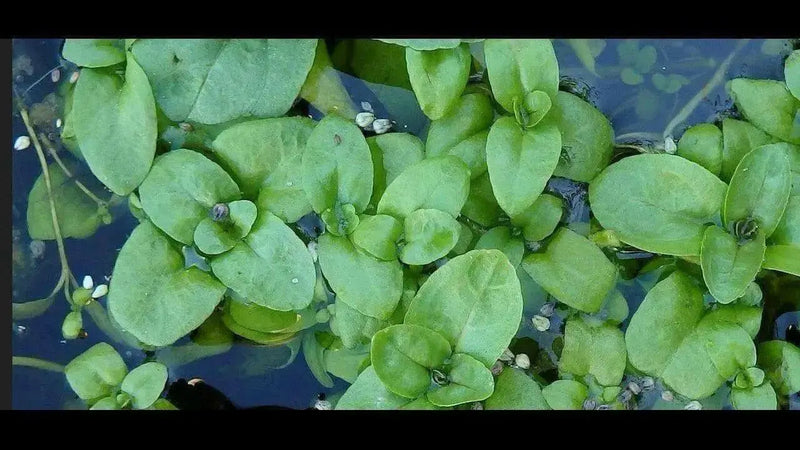 European Speedwell seeds,Veronica Beccabunga,Perennial groundcover - Caribbean garden seed