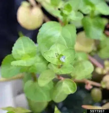 European Speedwell seeds,Veronica Beccabunga,Perennial groundcover - Caribbean garden seed