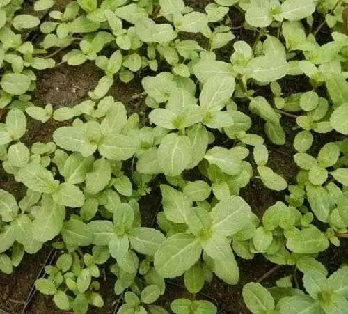 European Speedwell seeds,Veronica Beccabunga,Perennial groundcover - Caribbean garden seed