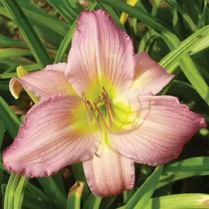 Fairy Tale Pink Daylily (3 BAREroots) perennial, fragrant FLOWERS PLANT - Caribbean garden seed