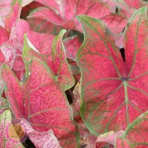 Fancy-leaf Caladium Bulbs (Caladium 'Festivia') Tropical Look, Jamaican Coco Rose - Caribbean garden seed