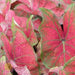 Fancy-leaf Caladium Bulbs (Caladium 'Festivia') Tropical Look, Jamaican Coco Rose - Caribbean garden seed