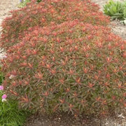 Euphorbia polychroma 'Bonfire Seed - succulent - Caribbean garden seed