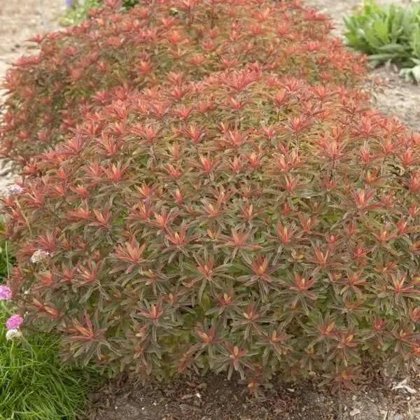 Euphorbia polychroma 'Bonfire Seed - succulent - Caribbean garden seed