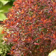 Euphorbia polychroma 'Bonfire Seed - succulent - Caribbean garden seed