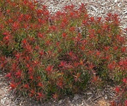 Euphorbia polychroma 'Bonfire Seed - succulent - Caribbean garden seed