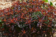Euphorbia polychroma 'Bonfire Seed - succulent - Caribbean garden seed