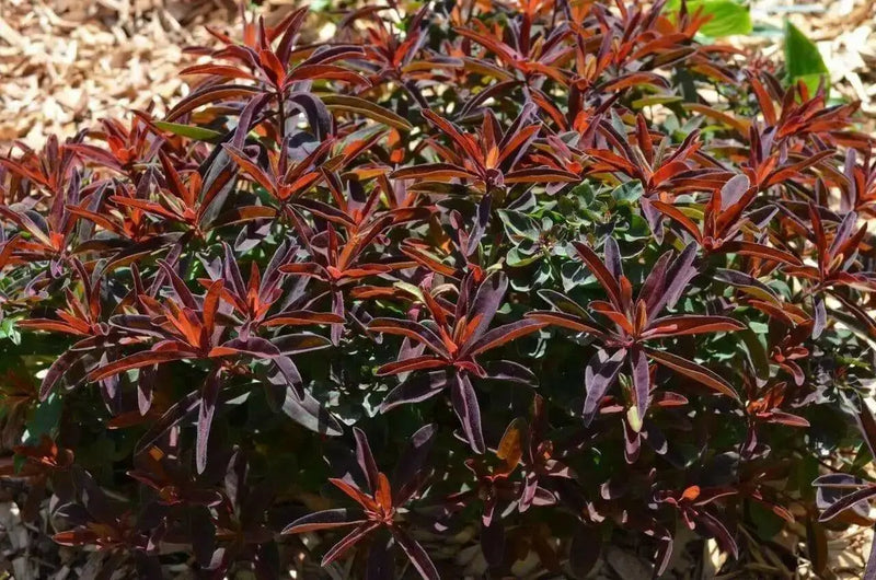 Euphorbia polychroma 'Bonfire Seed - succulent - Caribbean garden seed