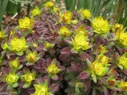 Euphorbia polychroma 'Bonfire Seed - succulent - Caribbean garden seed
