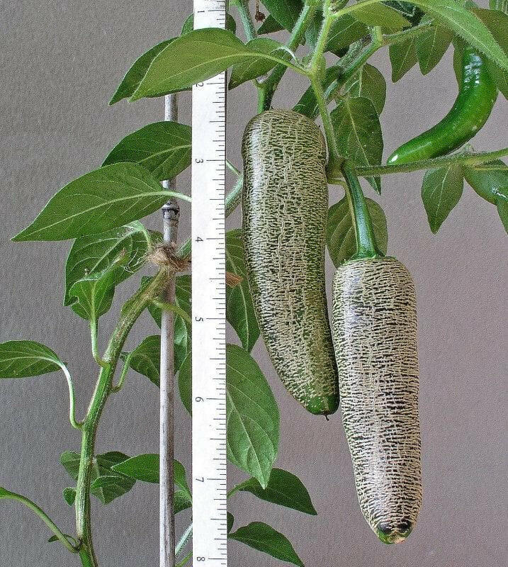 Farmers Jalapeno, Pepper seeds,, CAPSICUM-ANNUMM, (medium hot) - Caribbean garden seed