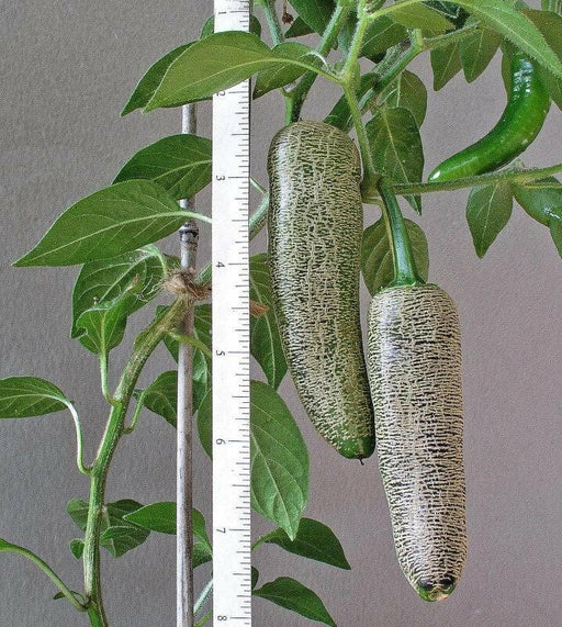 Farmers Jalapeno, Pepper seeds,, CAPSICUM-ANNUMM, (medium hot) - Caribbean garden seed