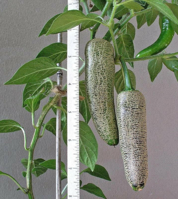 Farmers Jalapeno, Pepper seeds,, CAPSICUM-ANNUMM, (medium hot) - Caribbean garden seed