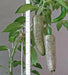 Farmers Jalapeno, Pepper seeds,, CAPSICUM-ANNUMM, (medium hot) - Caribbean garden seed