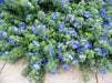 Evolvulus Blue Daze (LIVE STARTER PLANT) CREEPING VINE - Caribbean garden seed