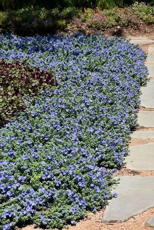 Evolvulus Blue Daze (LIVE STARTER PLANT) CREEPING VINE - Caribbean garden seed
