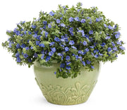 Evolvulus Blue Daze (LIVE STARTER PLANT) CREEPING VINE - Caribbean garden seed