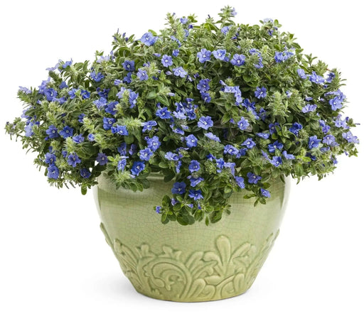 Evolvulus Blue Daze (LIVE STARTER PLANT) CREEPING VINE - Caribbean garden seed