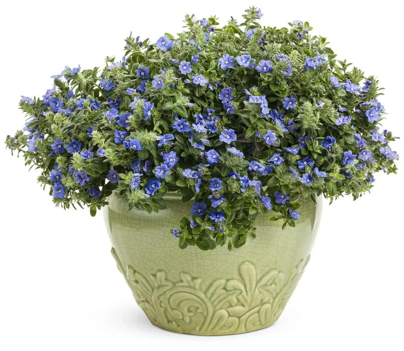 Evolvulus Blue Daze (LIVE STARTER PLANT) CREEPING VINE - Caribbean garden seed