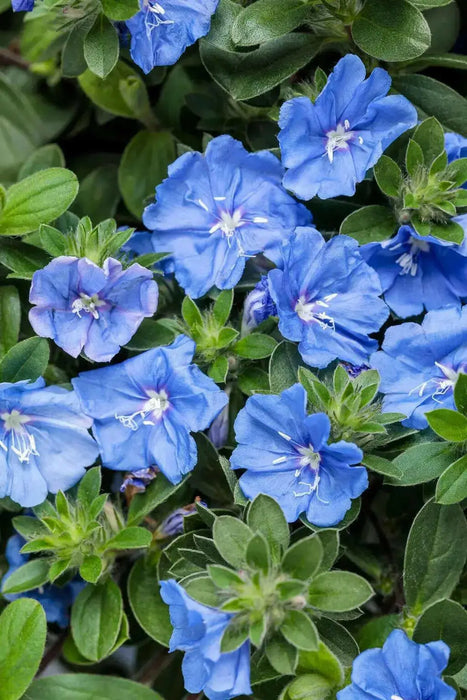 Evolvulus Blue Daze (LIVE STARTER PLANT) CREEPING VINE - Caribbean garden seed