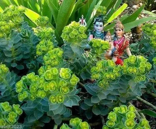 Euphorbia myrsinites (10 Myrtle Spurge Seeds)  low growing succulent - Caribbean garden seed