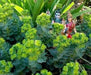Euphorbia myrsinites (10 Myrtle Spurge Seeds)  low growing succulent - Caribbean garden seed