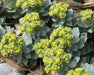 Euphorbia myrsinites (10 Myrtle Spurge Seeds)  low growing succulent - Caribbean garden seed