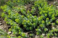 Euphorbia myrsinites (10 Myrtle Spurge Seeds)  low growing succulent - Caribbean garden seed