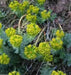 Euphorbia myrsinites (10 Myrtle Spurge Seeds)  low growing succulent - Caribbean garden seed