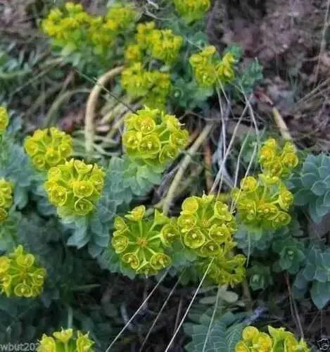 Euphorbia myrsinites (10 Myrtle Spurge Seeds)  low growing succulent - Caribbean garden seed