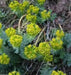 Euphorbia myrsinites (10 Myrtle Spurge Seeds)  low growing succulent - Caribbean garden seed