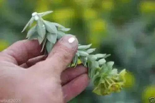 Euphorbia myrsinites (10 Myrtle Spurge Seeds)  low growing succulent - Caribbean garden seed